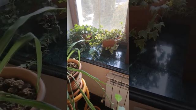 Үй гүлдері фикус дихинбахиум, плющ өте оңай өседі. 87476314552 смотреть онлайн