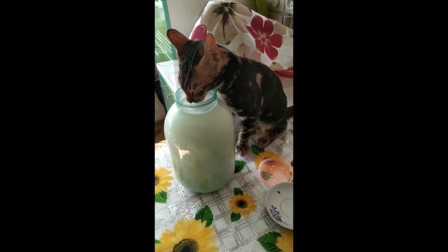 Бенгал Обжора или пьяница. Золото бенгалов, питомник бенгальских кошек Екатеринбург, кошки смотреть онлайн