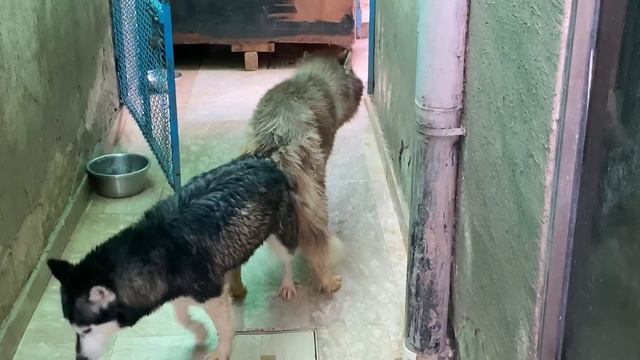 Siberian Husky Mating | Shadow & Lilly 2nd Mate - Breeding Guide | Complete ritual | Tied the knot смотреть онлайн