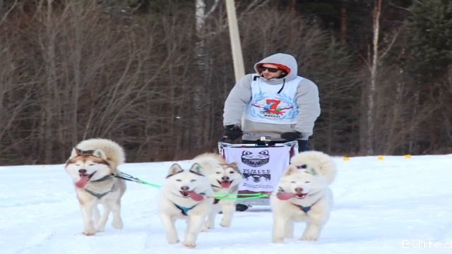 Сухие корма для собак GrandDog смотреть онлайн