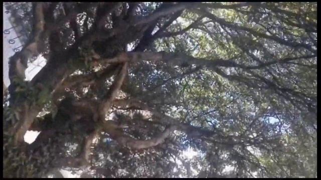 Sopa De Pollo Para Perros / куриный суп для собак