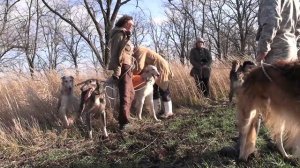 ОХОТА С БОРЗЫМИ СОБАКАМИ. Кущевские испытания 06 12 2019г  ч 3