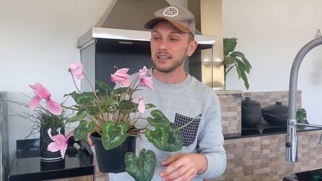 UMA FLOR PRA DENTRO DE CASA - CICLAME | Henrique Buttler