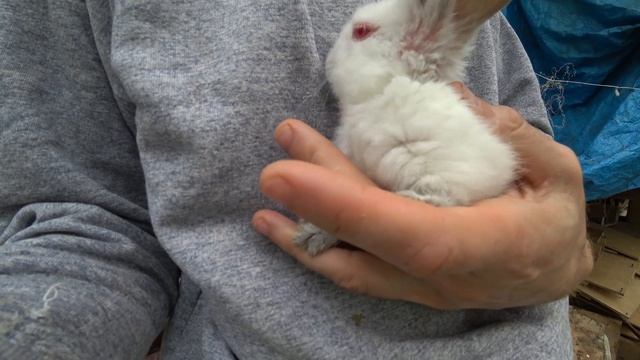 ЗНАКОМЬТЕСЬ, - СЛЕПЫШ. КРОЛЬНЯШКИ - 16 смотреть онлайн