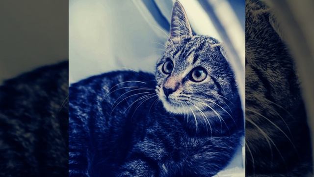 Groovy Sleeping Cats смотреть онлайн