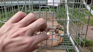 Как пользоваться котоловкой