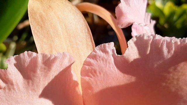 Цветение каттлеи Rlc George King 'Serendipity'