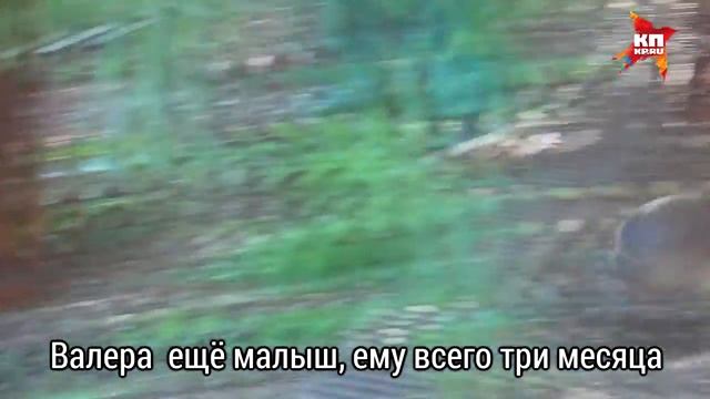 В зоопарк Ижевска привезли самого большого грызуна в мире смотреть онлайн