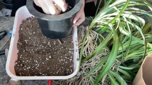 Пересадка Хлорофитума на фитильный полив.