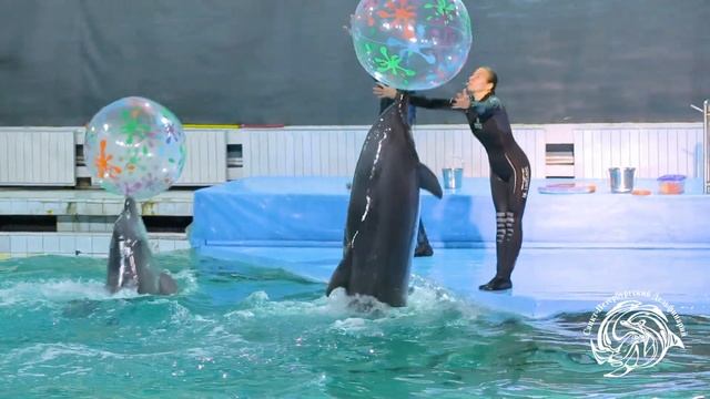 Санкт-Петербургский дельфинарий - Шоу черноморских дельфинов афалин Муза, Боян, Куплет смотреть онлайн