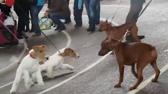 Пинчеры на выставке. смотреть онлайн