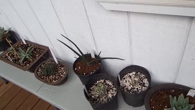 How to hybridize Aloe,Hawortia and Gasteria - seed harvesting смотреть онлайн