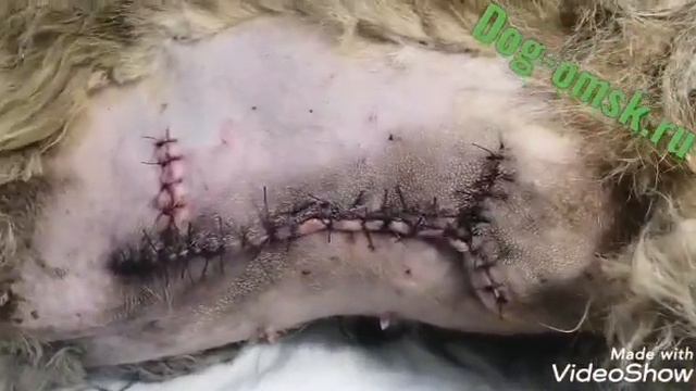 У Коротконожки опухоль смотреть онлайн
