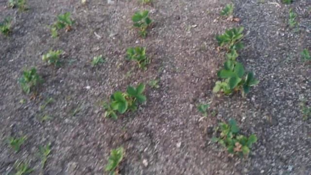 ✓1023. Флорида Бьюти, клубника. Классный сорт.