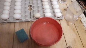 Подготовка утиных яиц к инкубации//закладка в инкубатор