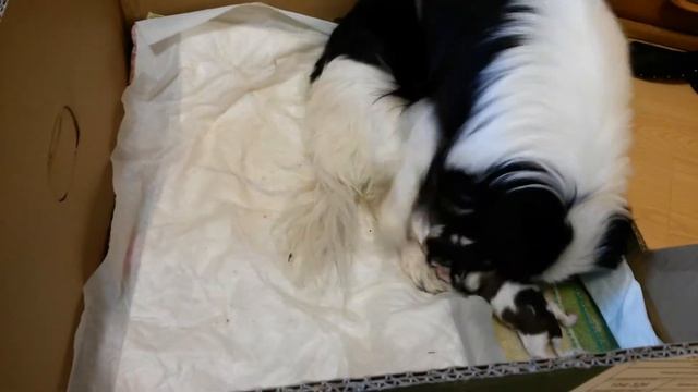 Японский Хин Щенки Японского Хина - 01 смотреть онлайн