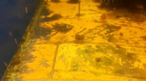 Разведение Испанских Тритонов ???