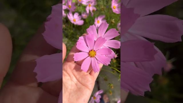 #цветочки #цветы #цветок #дача #дачнаяжизнь #деревня #деревенскаяжизнь #садоводство #dribnokhod_lif смотреть онлайн