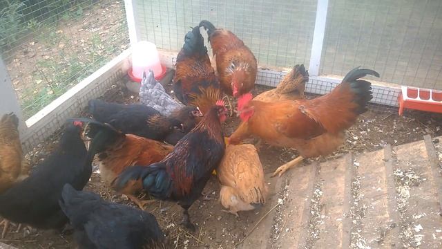 Мараны и кучинские юбилейные курицы и петухи едят красную рыбу с перловкой смотреть онлайн