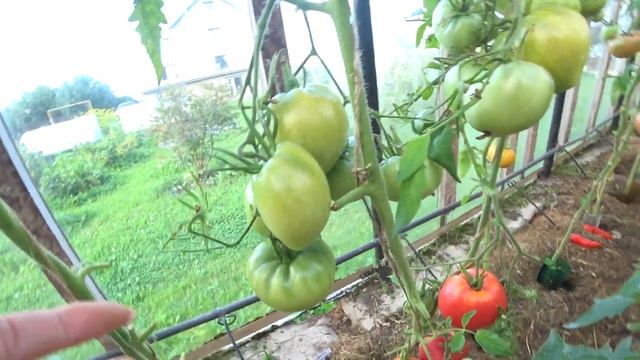 Томат Шапка Мономаха. Пересорт или нет? смотреть онлайн