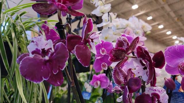 PHALAENOPSIS FULLER'S AMAZING ORCHID FROM LOWE'S/ MY NEW ADDITIONAL COLLECTION/ GROWING IN ARIZONA смотреть онлайн