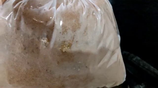 эксперимент с грибами закончен? смотреть онлайн