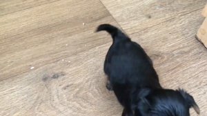 Малыш Йорка от мини родителей/// как выглядит щенок в 3 и 4 недели