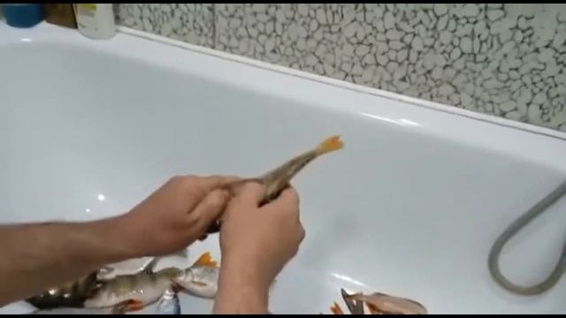 чистка окуня смотреть онлайн