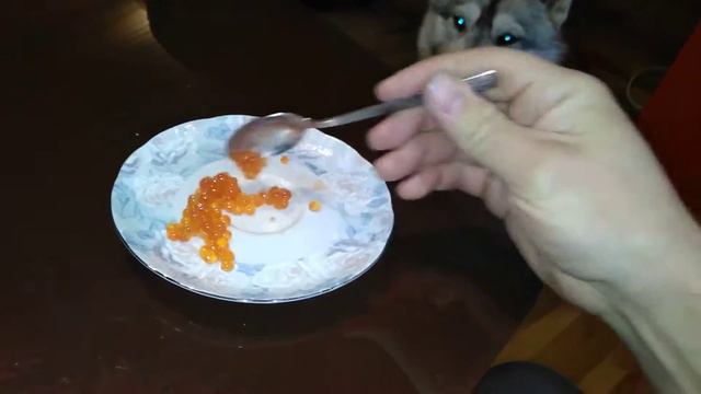 Cool Husky eat red caviar spoons !!! смотреть онлайн