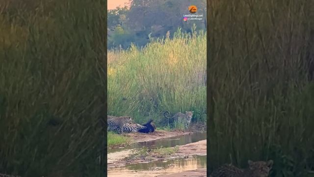 3 Leopards Have Epic Battle with Honey Badger смотреть онлайн
