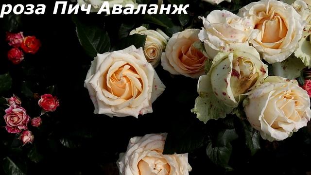 Цветут обильно и ярко все лето - роза Пич Аваланж и роза Фаер Флеш. смотреть онлайн