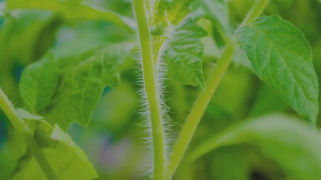 Йод не заменим для растений ! смотреть онлайн