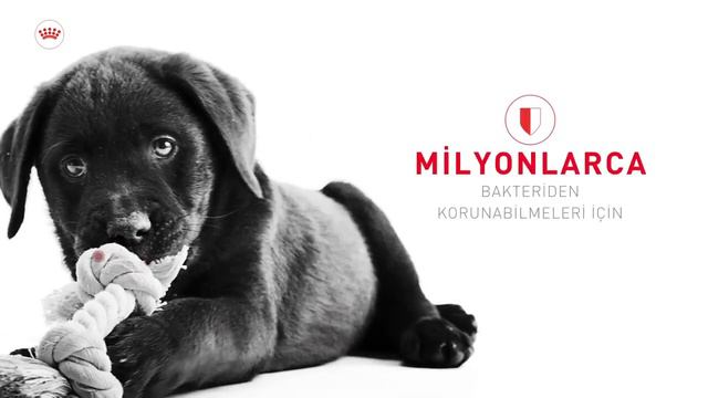 İzmir Pets | Royal Canin Puppy | Köpek Maması смотреть онлайн