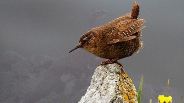 Кто ж такие птички.