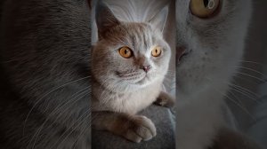 ох уж эти глаза