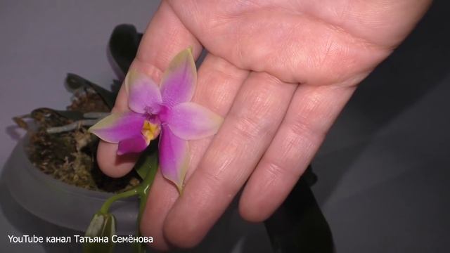 Phalaenopsis Samera Первое цветение  март 2019