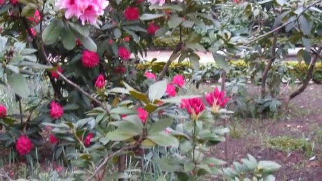 Rododendro Rhododendron Cosmopolitan смотреть онлайн