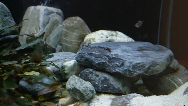 Про карантин для рыб, наш отпуск и бактериальную инфекцию смотреть онлайн