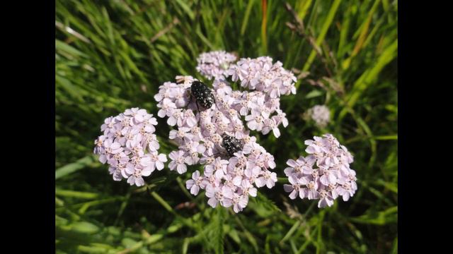 Июнь* Тихая Унжа** Кувшинки цветут*** смотреть онлайн