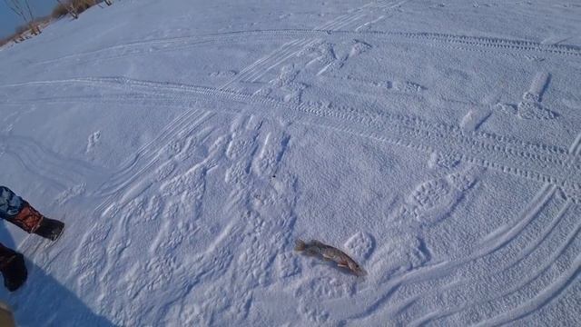 ЗИМНЯЯ РЫБАЛКА!!!ГЛУХОЗИМЬЕ смотреть онлайн