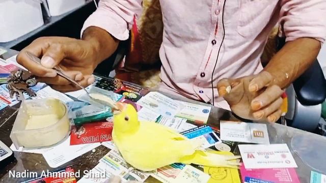 Ringneck Parrot price in Rajshahi Bangladesh 2020 | Java birds price in BD 2020 | বাচ্চাটিয়া | জাভ смотреть онлайн