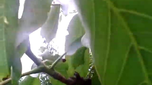 Майский жук ХРУЩ смотреть онлайн