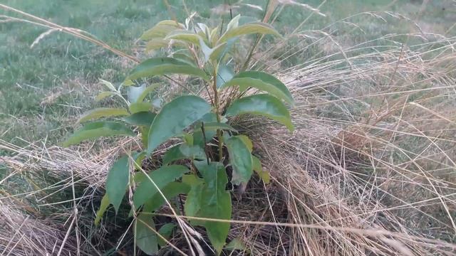 Хурма Королек, результаты зимовки под спанбоном. Юг Беларуси. смотреть онлайн