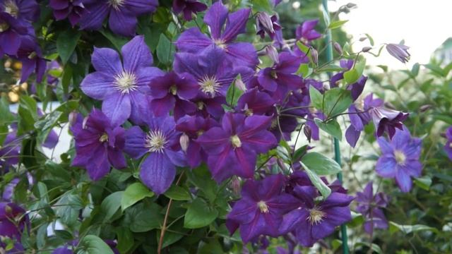 Клематис Star of India (Звезда Индии) смотреть онлайн