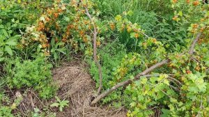 Золотистая смородина сорт Солнышко. Показываю урожай