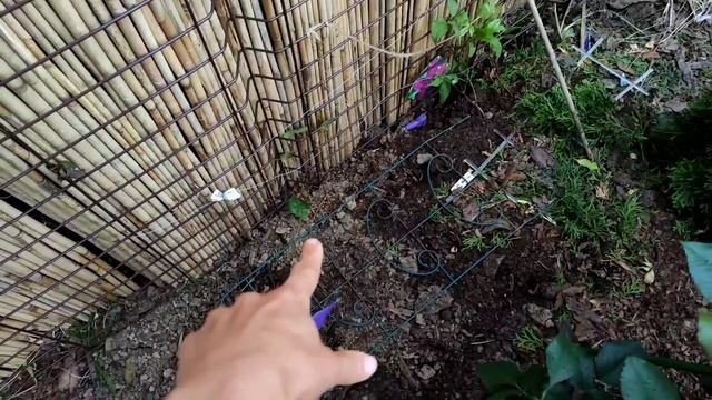 Мои клематисы, розы, гортензии. Новая опора для жимолости. Прогулка по саду. смотреть онлайн