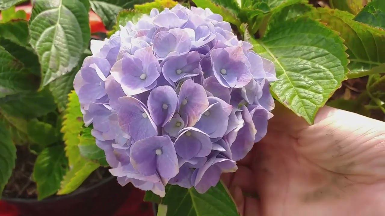 Черенки роз в прикопе, саженцы гортензий на продажу, ясное небо и сад в конце сентября... смотреть онлайн