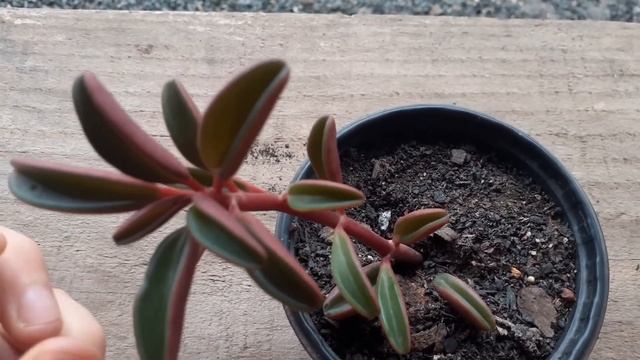 CONHEÇA A PEPEROMIA GRAVEOLENS