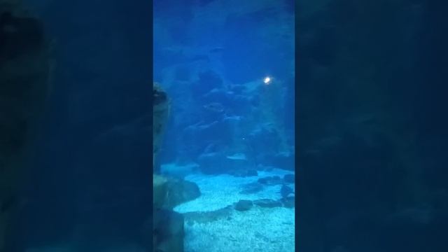 Как выглядит акула смотреть онлайн