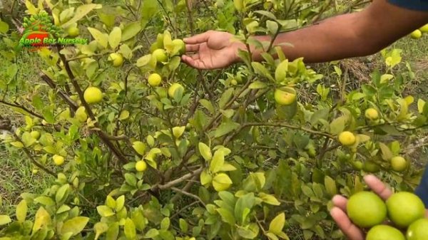 कागज़ी निम्बू की खेती || Kagzi Barahmasi Lemon Farming